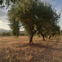 Skygreen azienda