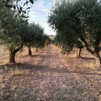 Skygreen azienda