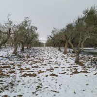 Skygreen azienda