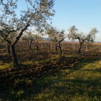 Skygreen azienda