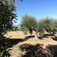 Skygreen azienda